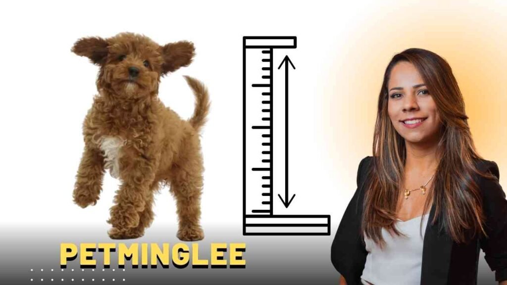 How big does a cavapoo get?