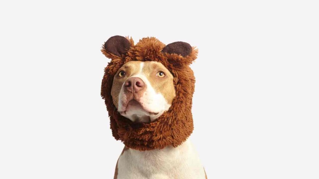 American Pit Bull Terrier