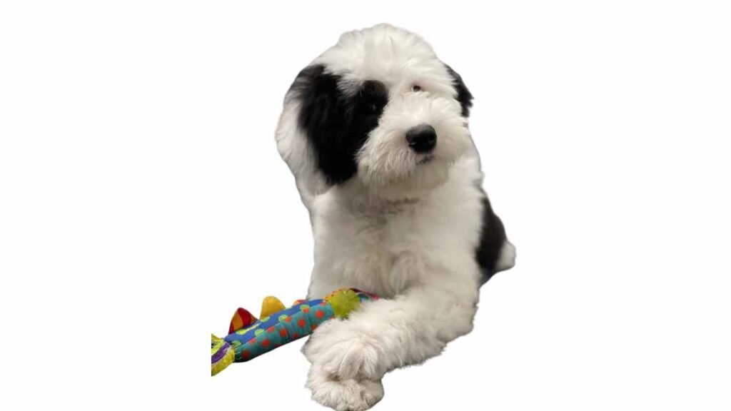 Shepadoodle