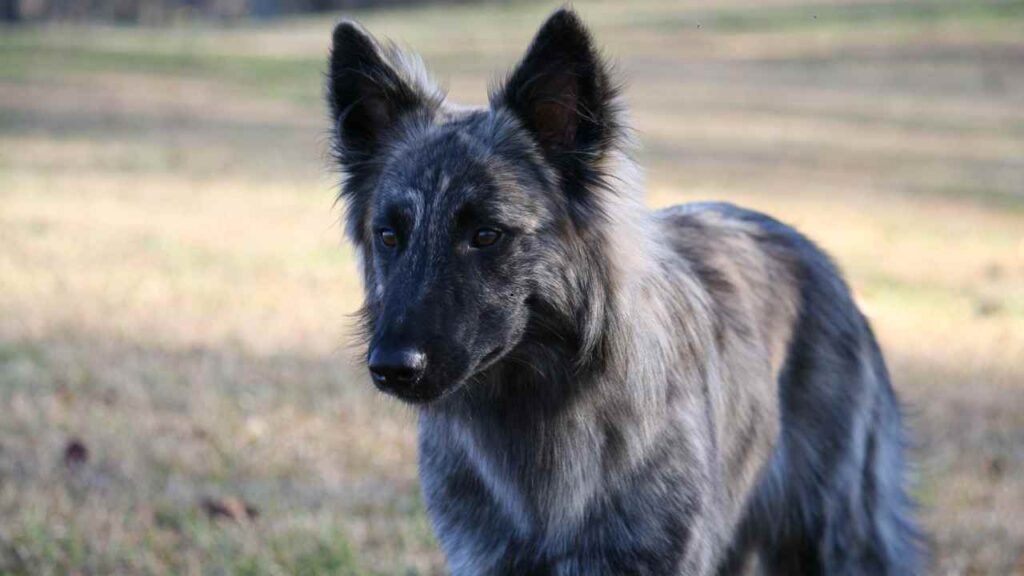 dutch shepherd