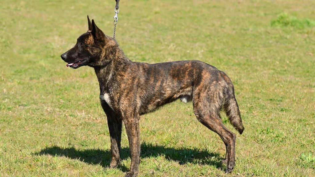 dutch shepherd