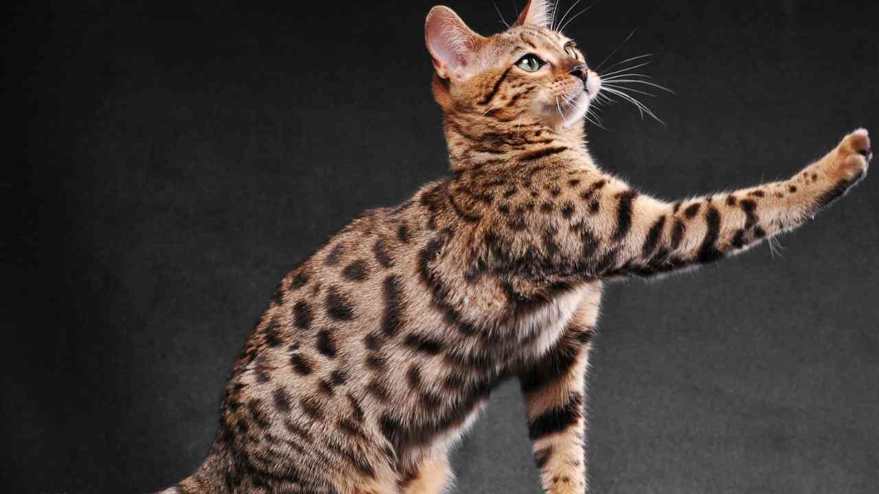 Bengal Cat