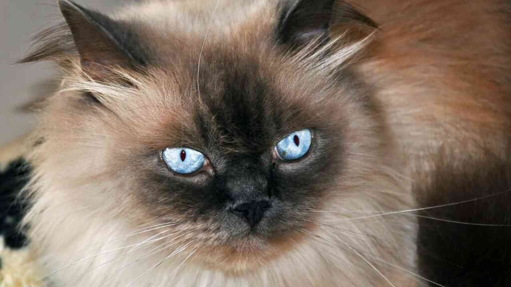 Himalayan cat