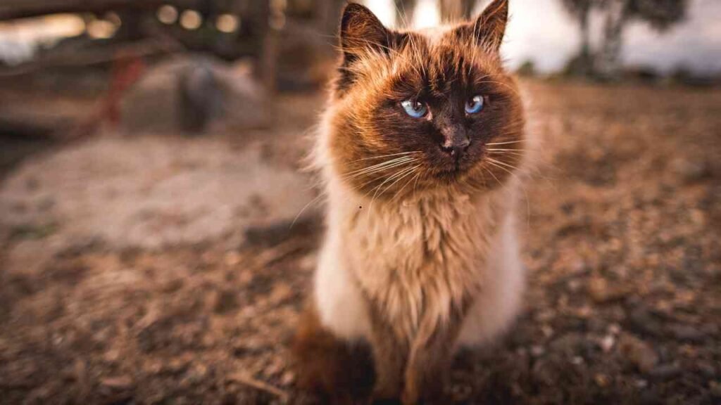 Himalayan cat
