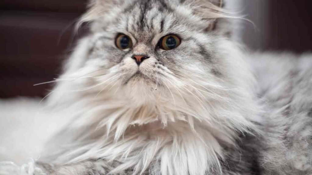 Persian cat