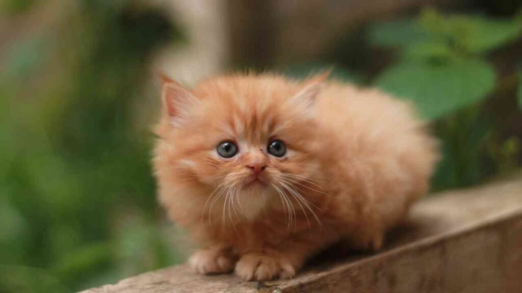 Persian cat