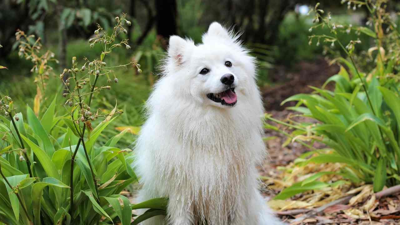 Japanese Spitz