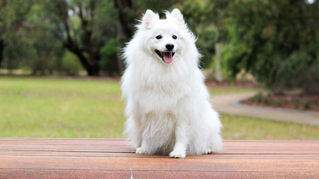 Japanese Spitz