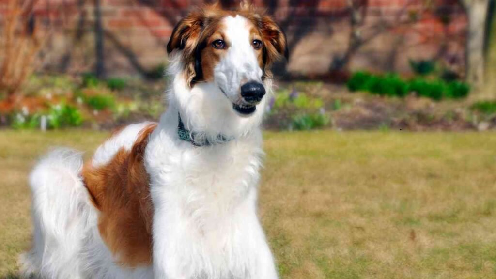 Borzoi