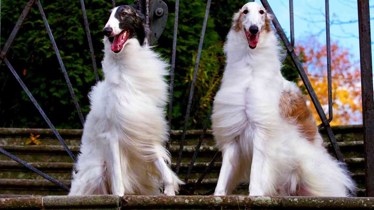 Borzoi