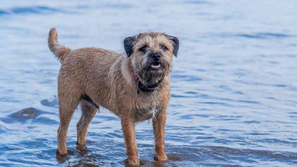 Border Terrier