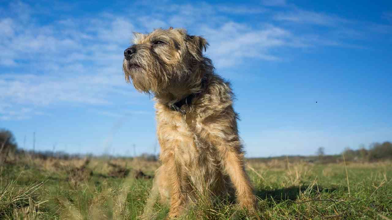 Border Terrier