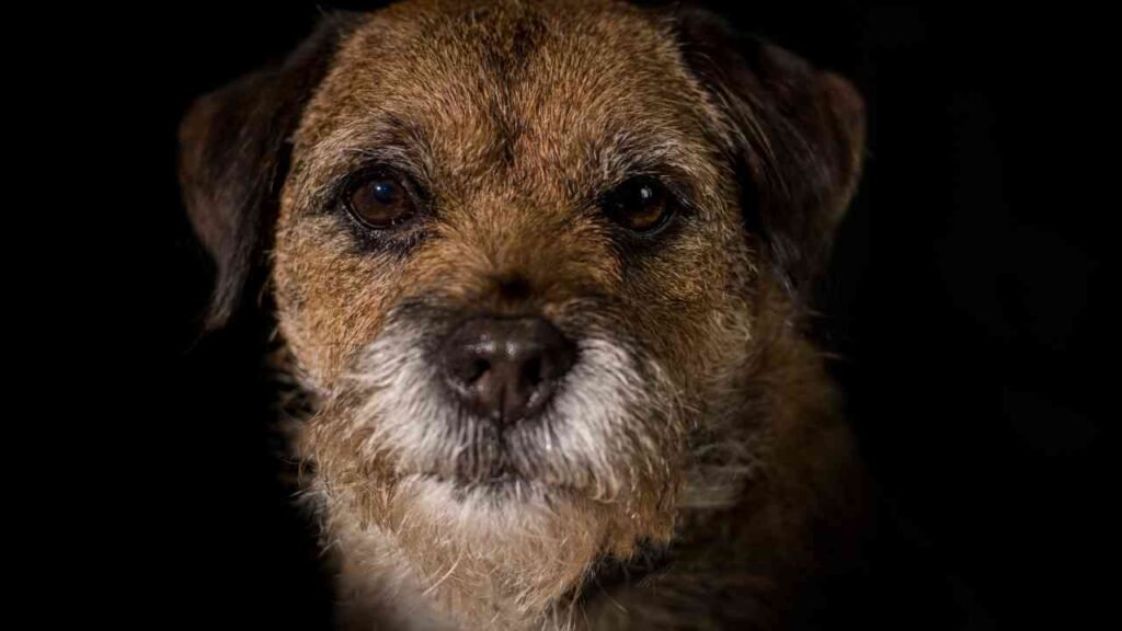 Border Terrier
