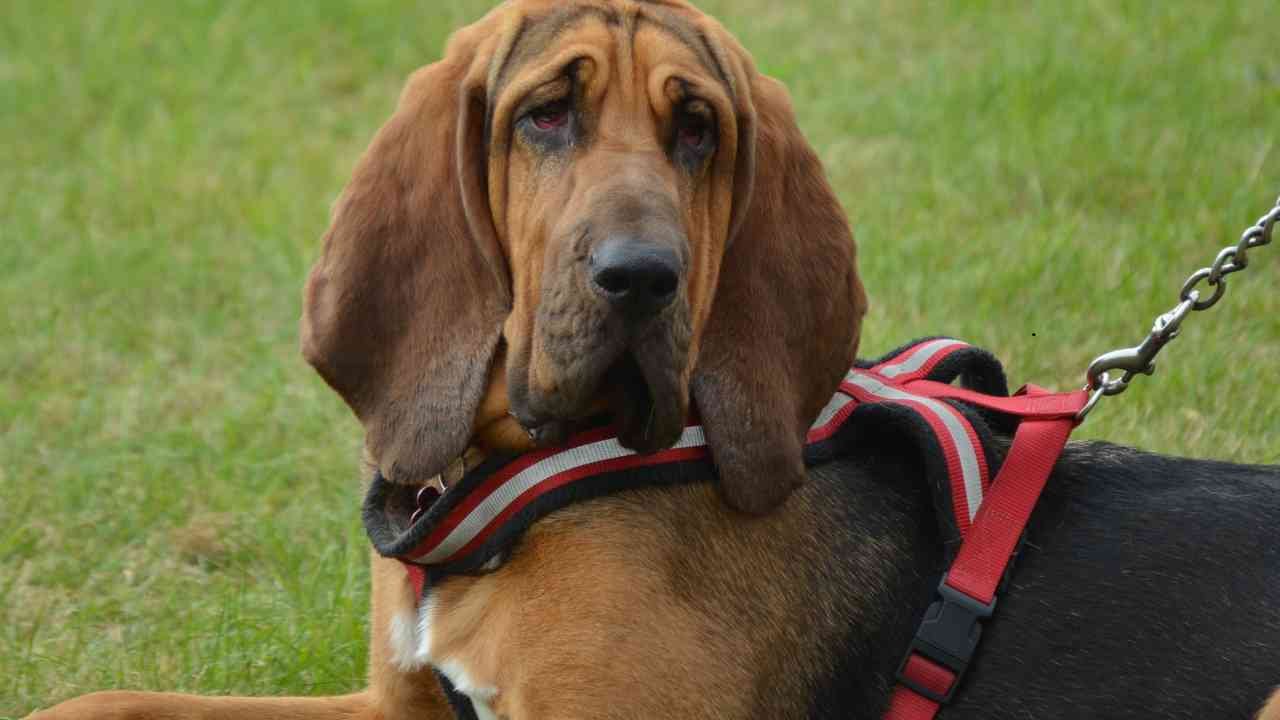 Bloodhound