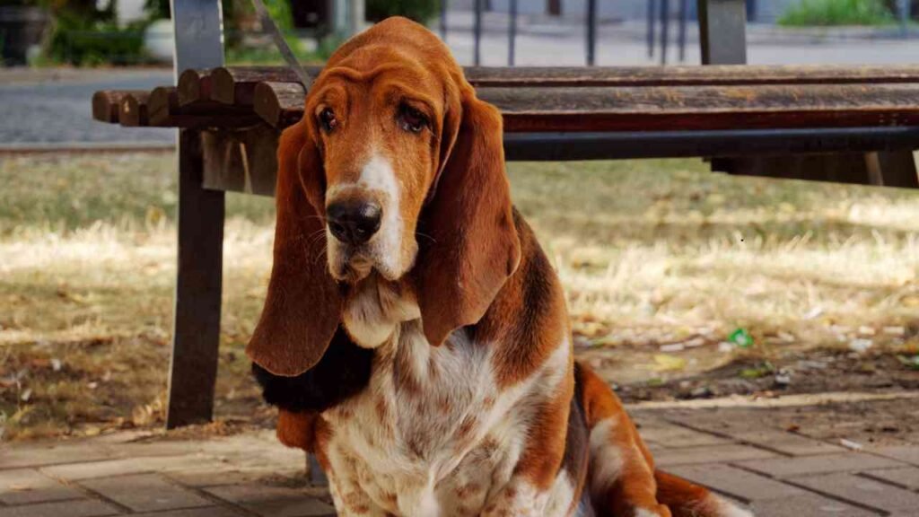 Bloodhound