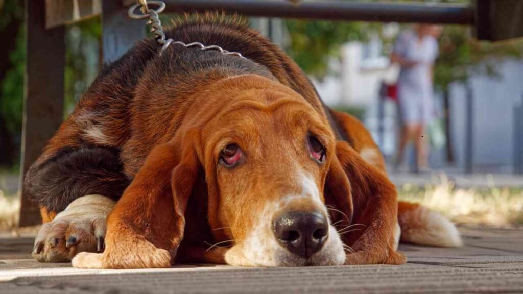 Bloodhound