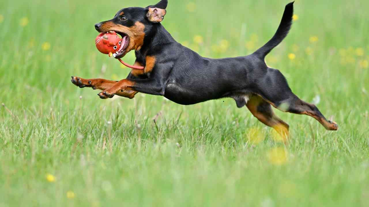 German Pinscher