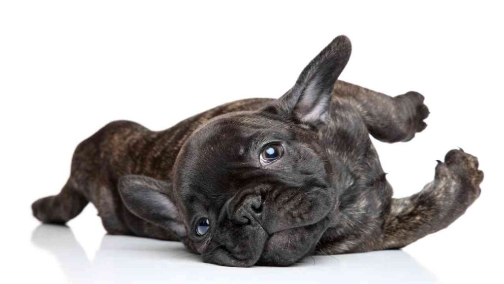 French Bulldog