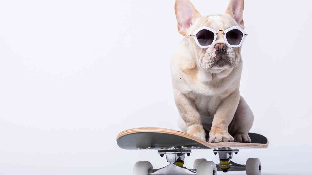 French Bulldog