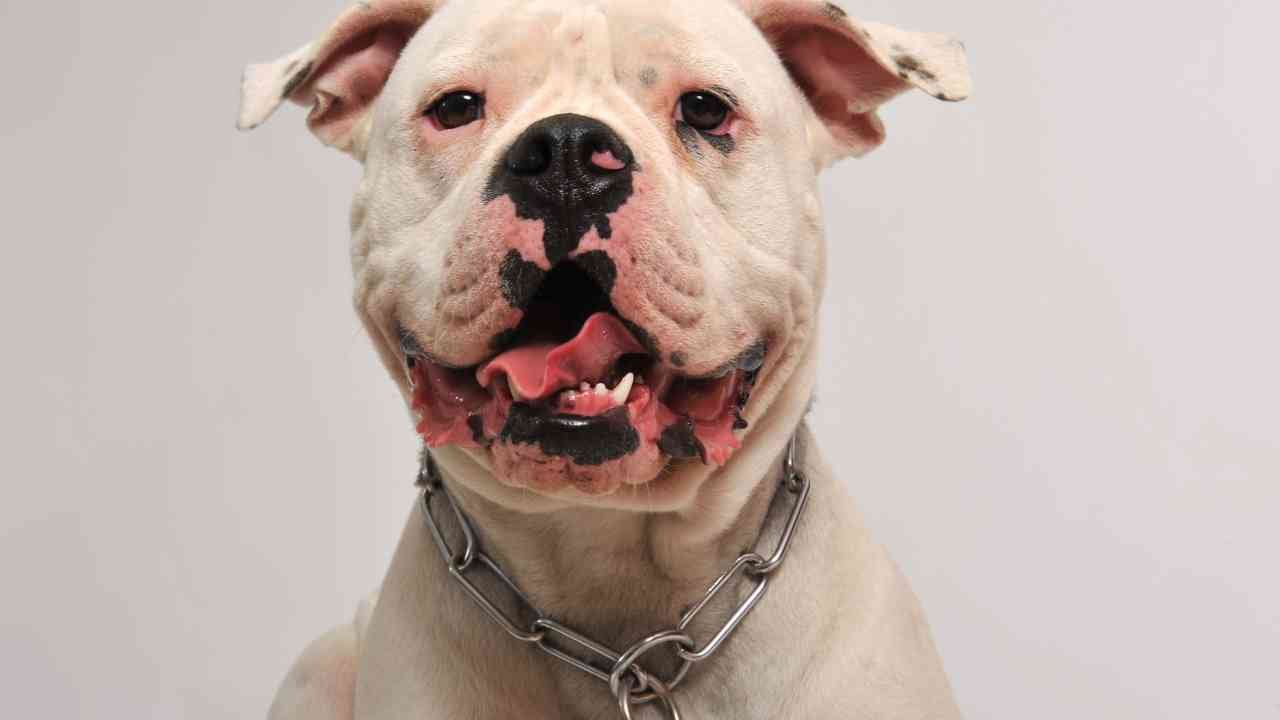 American Bulldog