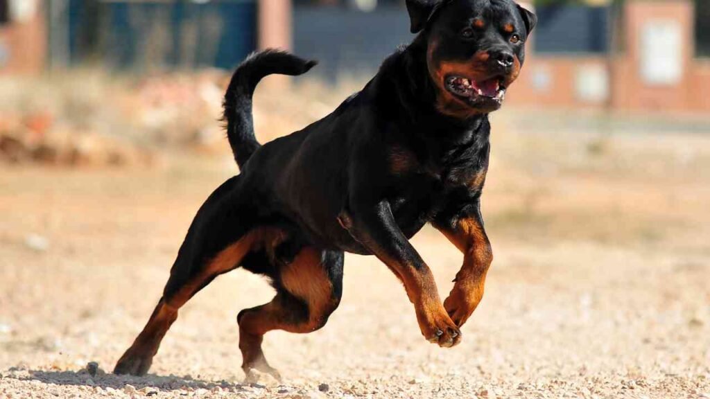 Rottweiler
