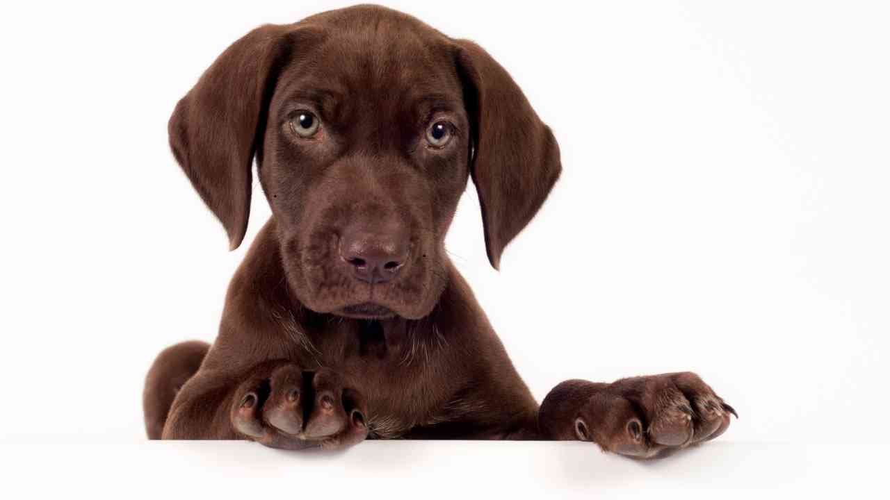 Pointer